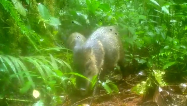 A través de cámaras trampa, Cortolima registró en el Bosque de Galilea la presencia de tres mamíferos que no se veían en esta zona